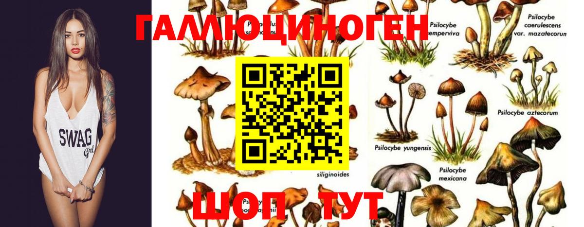 Псилоцибиновые грибы GOLDEN TEACHER  Вход с VPN  Чебоксары  Галлюциногенные грибы Cubensis 